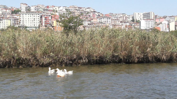 les iles de la corne d'or à Istanbul Turquie