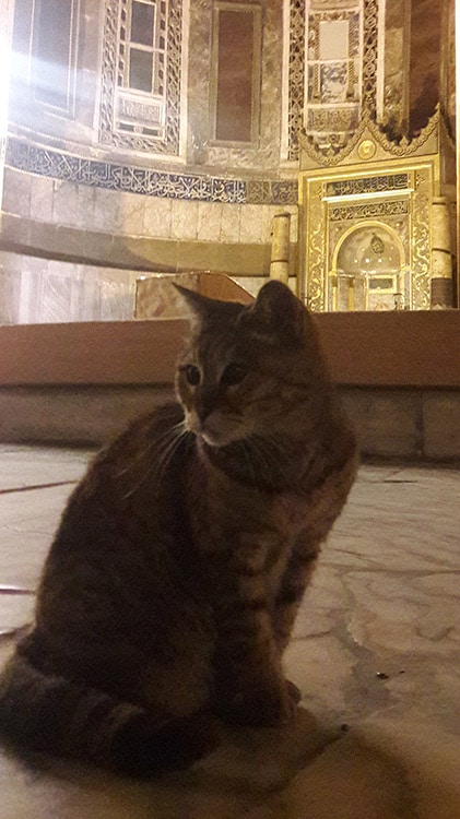 Gli, le chat célèbre de Sainte-Sophie à Istanbul Turquie