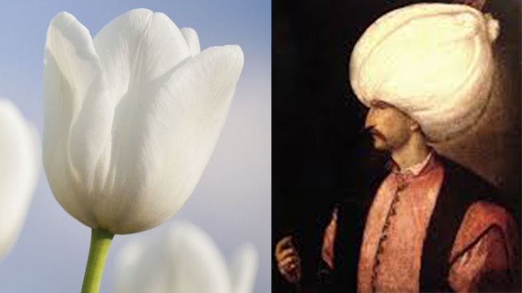 le tulipan ou tulipe dont le nom vient du turban porté par le sultan ottoman Soliman le Magnifique