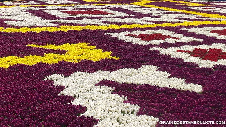 tapis de tulipes sur la place Sultanahmet à Istanbul au pied de la Sainte-Sophie. Plus grand tapis de tulipes au monde!