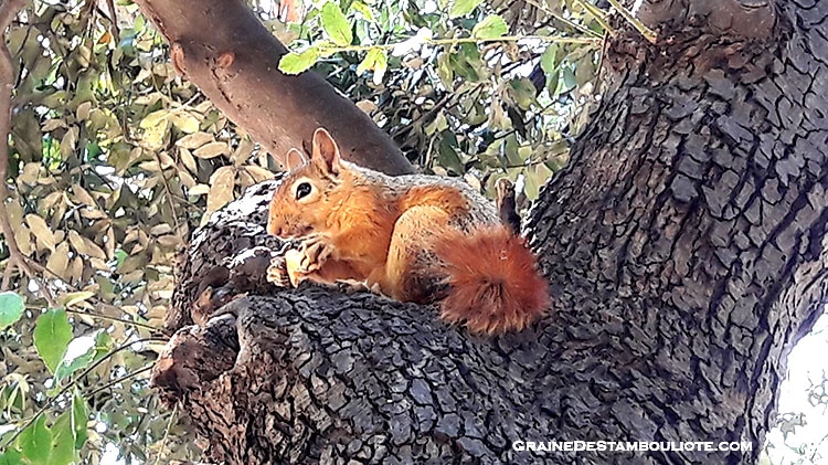 Ecureuil du parc Yildiz à Istanbul