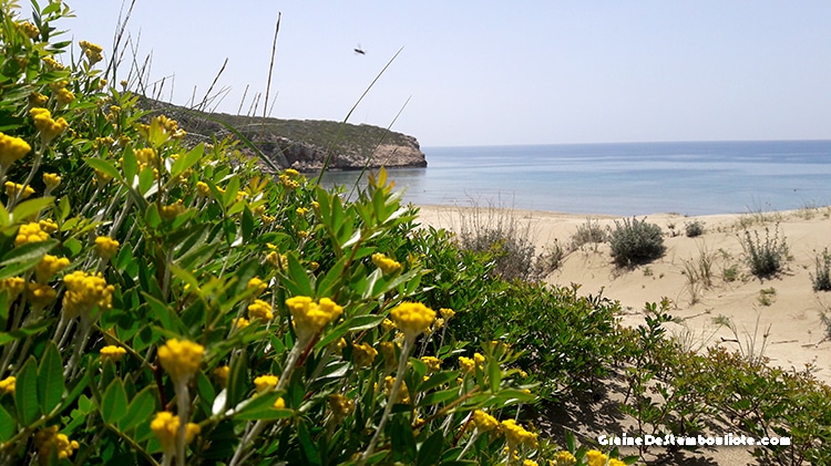 plage de patara, site de ponte des tortues marines, sur la côte turquoise de Turquie