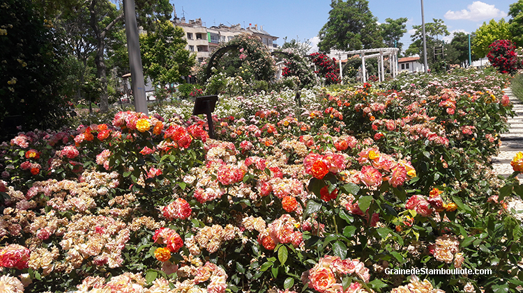 roseraies du parc fuar de Konya