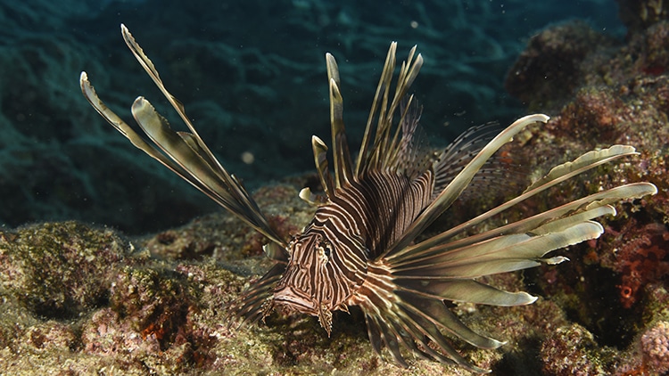 poisson-lion ou rascasse volante, espèce lessepsienne, venue de mer rouge en méditerranée, Aire marine protégée Kas-Kekova,