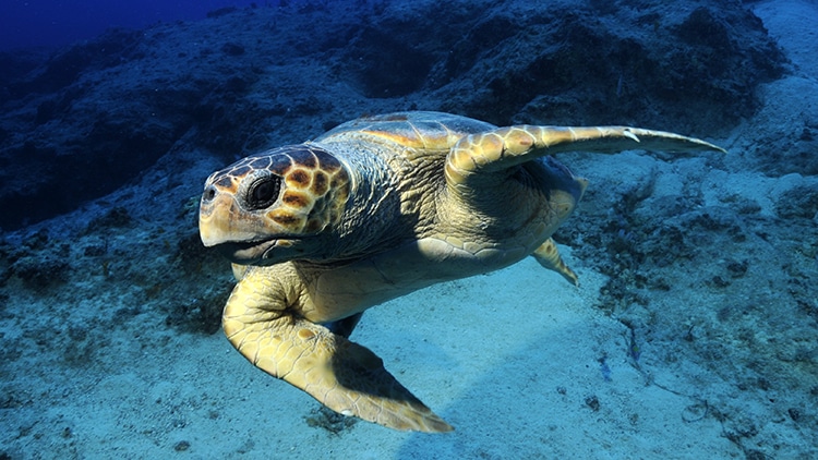 tortue caouanne, caretta caretta, en méditerranée, dragoman, aire marine protégée de Kas Kekova, plongée éco-responsable, tortue marine